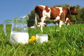 Conférence 13 février : Comment mieux valoriser la production laitière ?